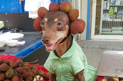 Dandan Unik, Anjing Ini Bikin Laris Dagangan Majikannya