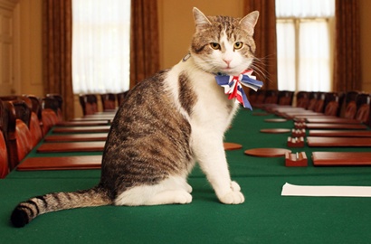 PM Inggris David Cameron Mengundurkan Diri, Larry Si Kucing Tetap Jaga Kantor
