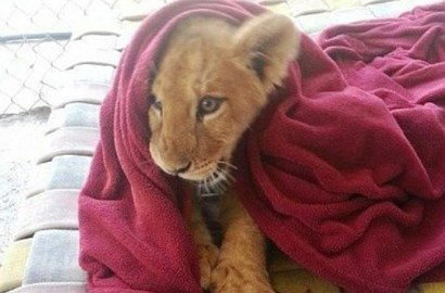 Bikin Gemes, Singa di Amerika Tak Bisa Tidur Tanpa Selimut Merah Kesayangannya
