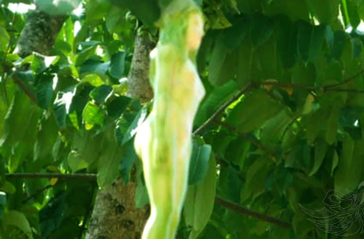 Wow, Pohon di Thailand Ini Hasilkan Buah Berbentuk Tubuh Wanita