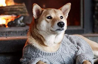 Bak Model Profesional, Intip Pose Keren Anjing 'Bodhi' Saat Pemotretan