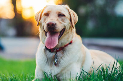 Bikin Gemes, Anjing Ini Rutin Belanja Sendiri Tanpa Ditemani Pemilik
