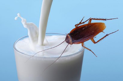 Wah, Susu Kecoak Ternyata Lebih Bernutrisi Dibanding Susu Sapi