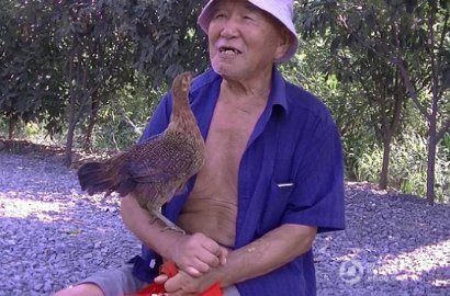 Mesra Banget, Ayam Ini Selalu Ikuti Kakek Pergi