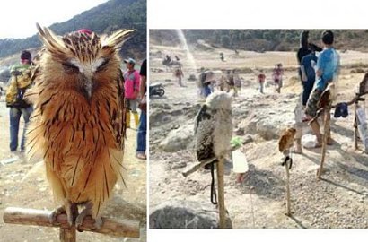 Kasihan, Burung Hantu Dijadikan Obyek Foto di Dieng
