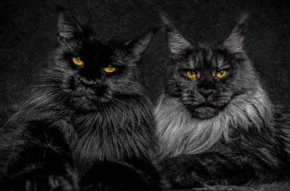 Tak Unyu, Kucing Berjenggot Ini Justru Terlihat Berwibawa