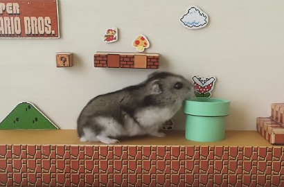 Unyu Banget, Hamster Pintar Ini Jadi Super Mario