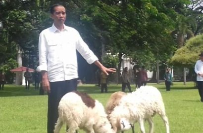 Gelar Kontes Berhadiah Jutaan, Jokowi Minder Dombanya Paling Murah