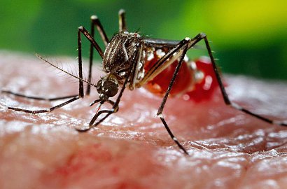 Gawat, 41 Orang Tertular Zika Secara Lokal di Singapura