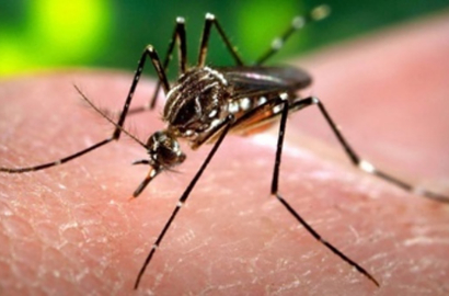Virus Zika Sampai Singapura, Kemenkes Perketat Penjagaan Bandara dan Pelabuhan