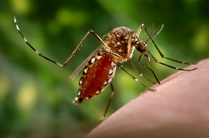 Peneliti UGM Ungkap Nyamuk Wolbachia Bisa Hadang Virus Zika