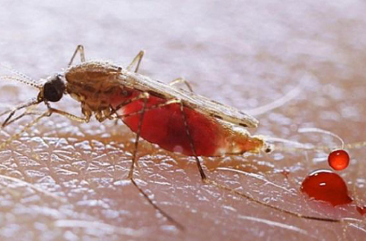 Jadi ART di Singapura, 1 WNI Positif Terkena Virus Zika