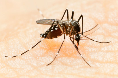 Penting, Pahami Cara Mencegah Penularan Virus Zika