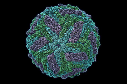 Ilmuwan Ungkap Virus Zika Bisa Menular Lewat Air Mata