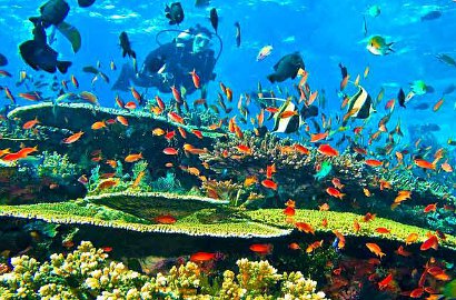 Waduh, Karang di Bali Terancam Mati Gara-Gara Digurat Turis Nakal