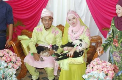 Unik, Pasangan Ini Duduk Bareng Kambing di Resepsi Pernikahan