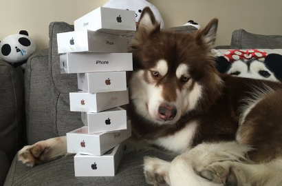 Wah, Anak Miliuner Tiongkok Ini Beli Delapan iPhone 7 untuk Anjingnya