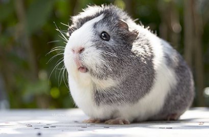 Bikin Gemas, Yuk Intip Tikus Belanda Yang Fotogenik Ini
