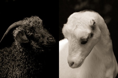 Mengagumkan, Kambing-Kambing Ini Tampil Keren Mirip Model Profesional