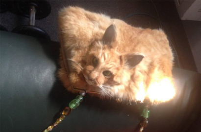 Astaga, Seniman Ini Tega Ubah Jasad Kucing Mati Jadi Tas Mahal