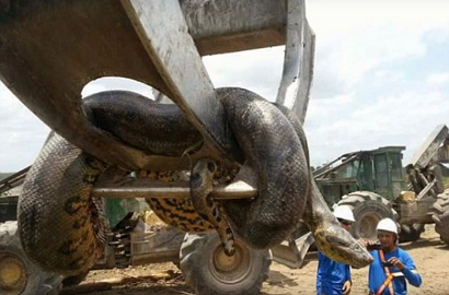 Astaga, Anaconda Sepanjang 10 Meter Ini Ditemukan di Brazil