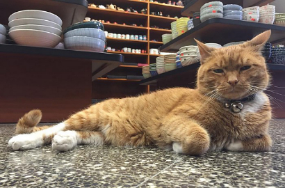 Tak Pernah Pergi, Kucing Ini Jadi Penjaga Toko Selama 9 Tahun Non-Stop
