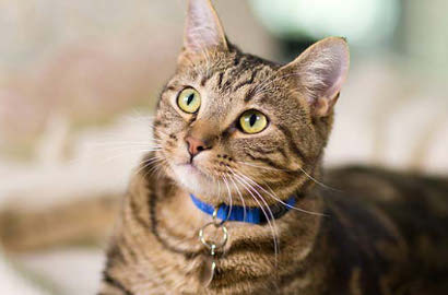 Ogah Ditinggal Pergi, Kucing Unyu Ini Nekat Tarik Celana Majikannya
