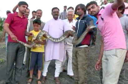 Tragis, Ingin Wefie Bareng Piton Pria Ini Malah Dipatuk