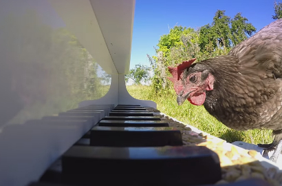 Hebat, Ayam Ini Bisa Main Piano Bak Pianis Beethoven
