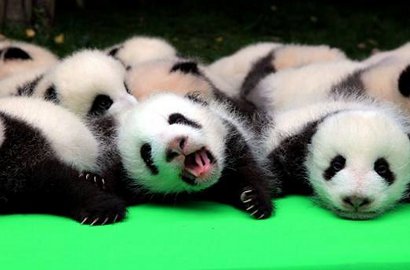 Unyu Banget, Intip Aksi Menggemaskan 23 Bayi Panda Mungil Ini