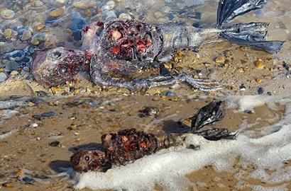 Bikin Heboh, Bangkai 'Putri Duyung' Ditemukan di Pantai Inggris