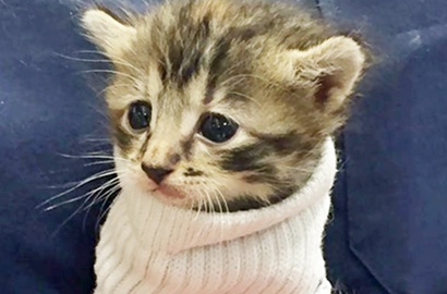 Kucing yang Selamat Dari Badai Matius Ini Sukses Bikin Netter Gemas