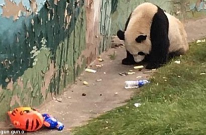 Bukan Bambu, Panda Besar Ini Malah Asyik Makan Sampah
