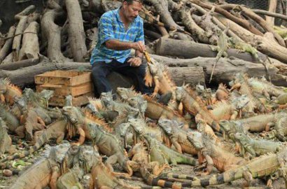 Mengerikan, Pria Ini Habiskan 40 Tahun Demi Bangun Rumah Iguana