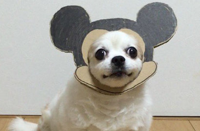 Bikin Gemas, Intip 8 Aksi Cosplay Kardus Ala Anjing Unyu Ini