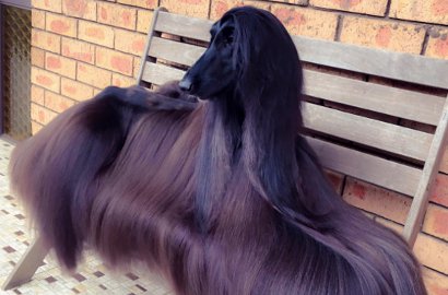 Anggun Bak Model, Anjing Berbulu Panjang Ini Sukses Jadi Rebutan