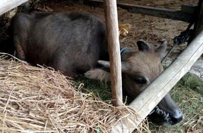 Terinjak Kerbau, Benda Diduga Bom Rakitan Meledak di Bantul