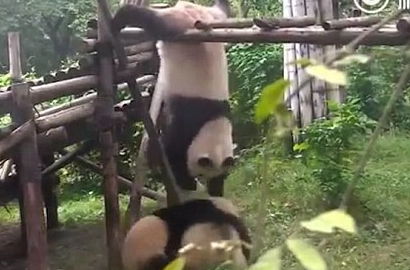 Bikin Gemas, Intip Aksi Panda Ini Lakukan Kung Fu Sambil Akrobat