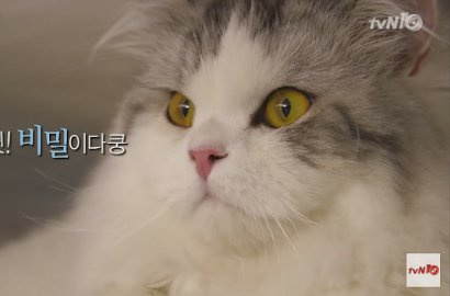 Kelaparan, Kocaknya Ulah Nakal Kucing Yoon Kyun Sang di 'Three Meals a Day'