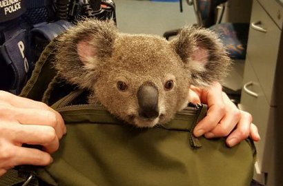 Terlalu Imut, Bayi Koala Ini Ditemukan Polisi dalam Tas