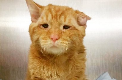Kucing Tersedih Ini Berubah Jadi Menggemaskan dalam Hitungan Jam