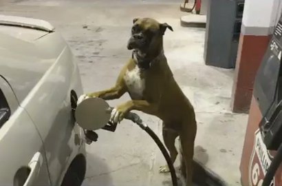 Kocak, Intip Aksi Anjing dan Kucing Ini Lakukan Mannequin Challenge