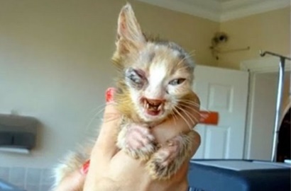 Bocah 7 Tahun Sulap Kucing Buruk Rupa Ini Jadi Menggemaskan