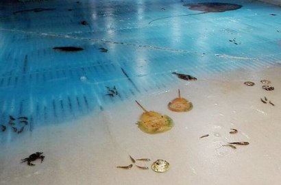 Bekukan 5 Ribu Ikan Untuk Hiasan, Ice Skating Ini Tuai Kontroversi