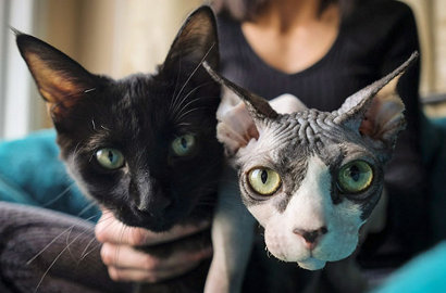 Bikin Geram, Kucing Kampung Ini Digunduli dan Dijual Rp 9,4 Juta
