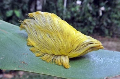 Ulat Menggemaskan Mirip dengan Rambut Donald Trump Ini Ternyata Beracun