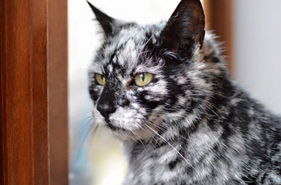 Kelainan Kulit, Kucing 19 Tahun Ini Miliki Bulu Hitam Putih yang Langka