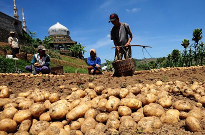 Miris, Indonesia Punya Lahan Luas Tapi Masih Impor Kentang