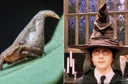 Heboh Laba-Laba Spesies Baru Seperti 'Topi Seleksi' Harry Potter
