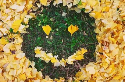 Tak Biasa, Intip Tren 'Lukisan Daun Kering' Warna-Warni Dari Jepang
